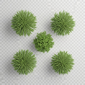 3D rendering of five green plants featuring four Hyphaene thebaica doum palms and one leafy shrub from a top-down aerial view isolated on a transparent background for site plan design.
