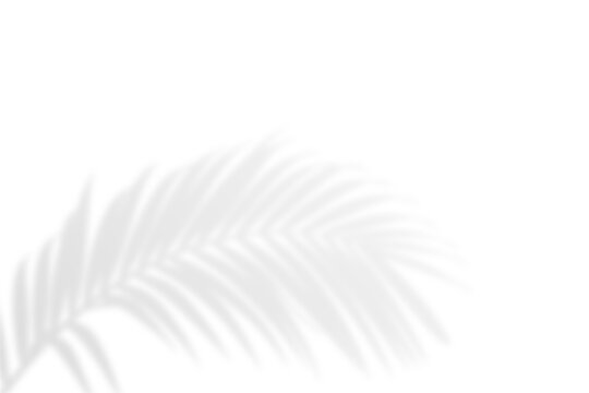 Minimalist palm leaf shadow overlay on transparent background