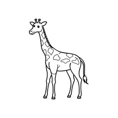 Fototapeta premium Simple line drawing of a standing giraffe