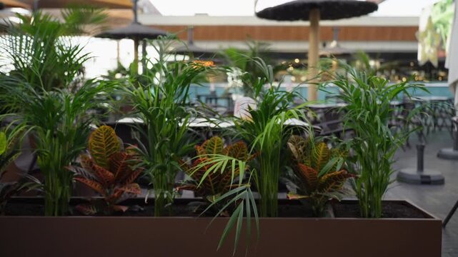 Lush green areca palms and colorful croton plants growing in a long planter, acting as a decorative divider for an elegant outdoor restaurant or cafe terrace with a modern design