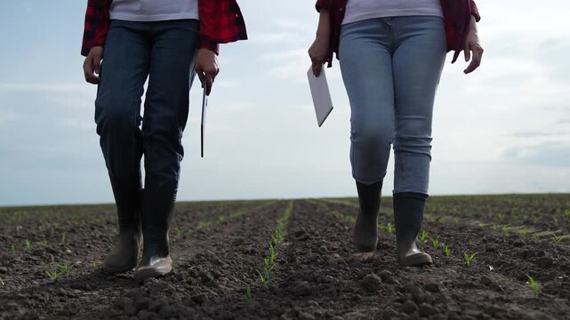 rubber boots dust, corn field, farm business teamwork, sprout fresh harvest field summer, group team people deal partner, between fields, ground, walking corn field, farmer agronomist walks green