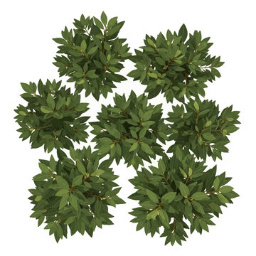 Top view illustration of several Grecian bay laurel shrubs with dense green foliage isolated on white background. Vector drawing of Laurus nobilis plants for landscape design plans.