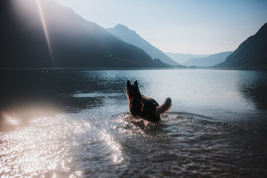 German shepherd dog in a mountain lake in Austria, running to the sunlight of the mornig