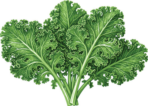 Organic raw curly kale leaf bunch vegetable vector graphic, realistic healthy vegan food ingredient for cooking recipe