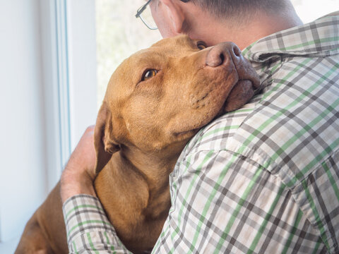 Brown Pit Bull resting head on male owner's shoulder. Pet friendship, trust, and companionship concept. Ideal for emotional support, adoption, and pet care content. Warm, natural light