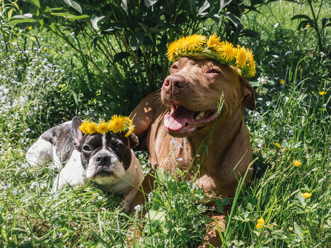Two dogs wearing dandelion flower wreaths lie on bright green grass. Symbolizes summer, pet friendship, and joyful outdoor lifestyle. Perfect for spring, nature, and beautiful canine photography