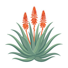 Fototapeta premium Aloe Vera Plant with Orange Flowers Illustration