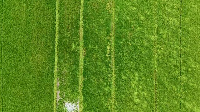 Aerial tracking shot of green rice paddy fields with parallel planting rows and irrigation lines over farmland top down.