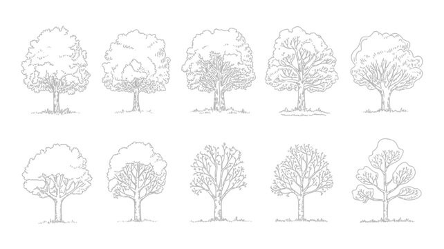 ten stylized trees line drawing black white botanical nature illustration sketch graphic artwork forest landscape outdoor environment ecology design pattern vector