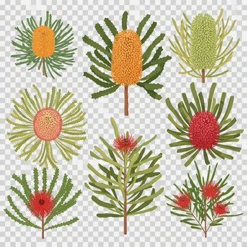 Botanical illustration set of Australian native plants including various Banksia flower cones and Callistemon bottlebrush blossoms with detailed foliage on a transparent background.