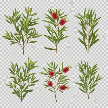 Botanical set of callistemon plant illustrations featuring red bottlebrush flowers and green lanceolate leaves, realistic vector floral branches isolated on transparent background.