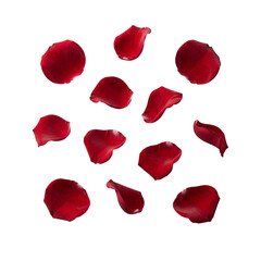 Fototapeta premium Scattered red rose petals floating elegantly