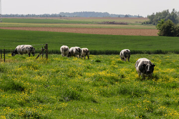 Fototapeta premium Various farm animals grazing peacefully in a lush green pasture