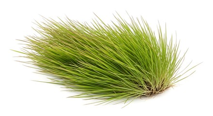 Fototapeta premium Green pine needles on white background.