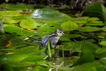Jeune ùésange au bain © Laurent