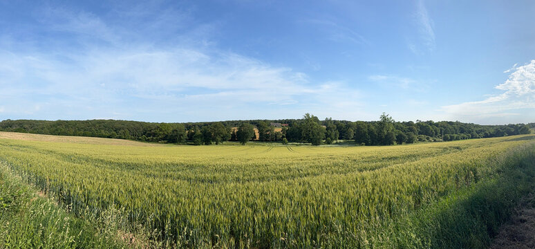 Champ de bl&eacute;