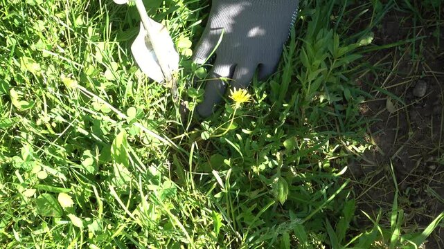 Gardener in gloves removing dandelion weed from lawn with hand tool. Manual weeding process in garden grass. Symbolizes lawn care and organic weed control. Ideal for gardening content