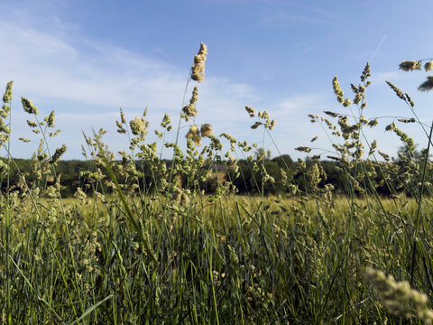 Herbes hautes en bordure de parcelle agricole