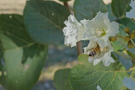 Honey bee pollinating white flowers of Cordia africana tree