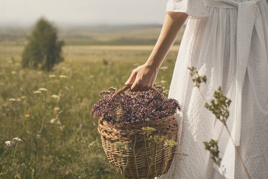 A hand of woman in white vintage dress holding a wicker basket full of wild oregano flowers in a summer meadow, herbal magic and connection with nature, copy space.