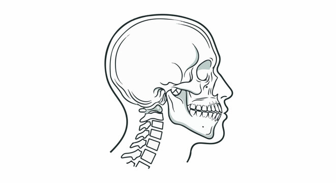 Side profile line art illustration of a human skull and cervical vertebrae