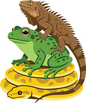 Stacked Reptile and Amphibian Vector Illustration with Coiled Python Snake, Green Tree Frog, and Brown Iguana for Nature and Wildlife Designs