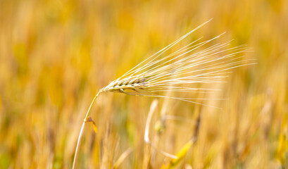 Obraz premium Wheat field creates soft selective background. Green wheat field supports organic farming. Fresh wheat field grows in countryside. Natural wheat field fits agronomy concept.