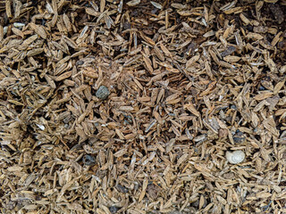 Fototapeta premium Close up rice husk texture background. Natural agricultural waste material commonly used for farming, compost, biomass, and organic fertilizer concepts.