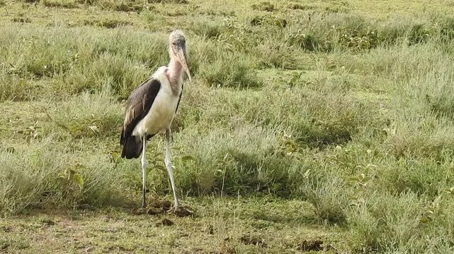 Marabou Stork (Leptoptilos crumenifer) stalking prey in the Ndutu Plains, Tanzania