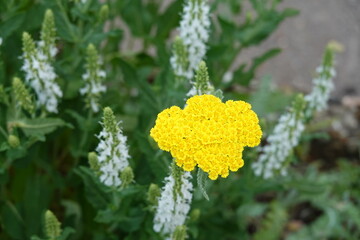 Close up of a vibrant yellow yarrow flower blooming in a garden in Balingen, Germany⁠ © Angie