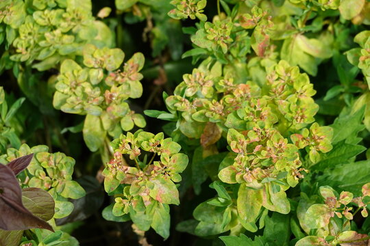 Close up of green and yellow spurge plant leaves in a garden in Balingen, Germany⁠