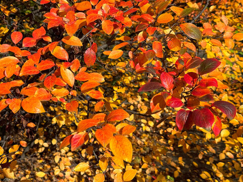 Autumn foliage of cotoneaster shrub.