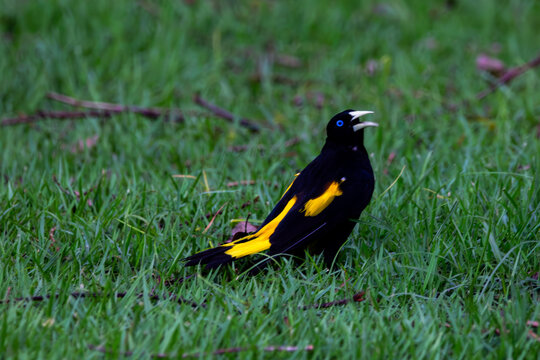Yellow-rumped cacique singing on the grass in Pantanal, Brazil
