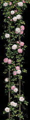 Fototapeta premium Lush white and pink blossoms intertwine with green foliage along a rustic wooden ladder in Blooming Climbing Rose Trellis, standing out vividly against a deep, contrasting black void