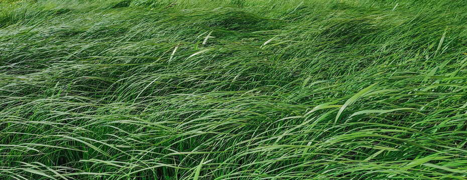 banner background of bright green texture of meadow grass tilted by the wind in natural sunlight