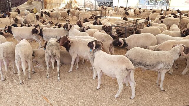 A close-up video of a group of rams and sheep crowded together in a livestock market or farm pen, standing on straw bedding. Some animals have identification ear tags.