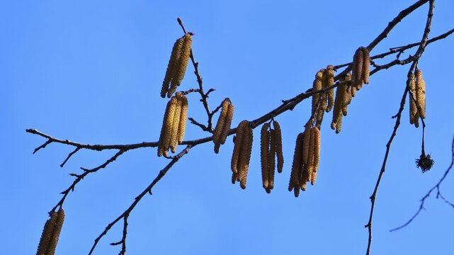 Male catkins against a blue sky, hanging yellowish catkins appearing in early spring, flowering common hazel (Corylus avellana)