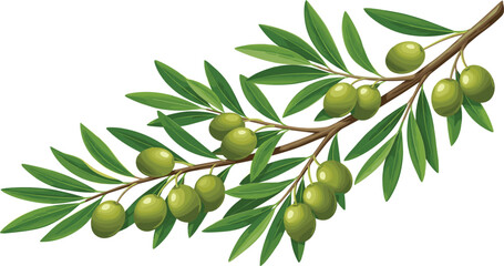Realistic green olive branch vector illustration, organic mediterranean tree foliage isolated on white © Momin