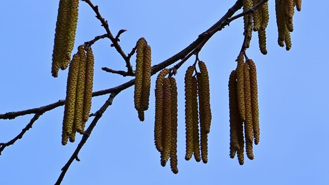Male catkins against a blue sky, hanging yellowish catkins appearing in early spring, flowering common hazel (Corylus avellana)