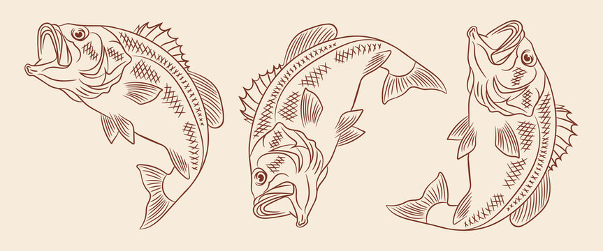 hand drawn largemouth bass fish engraving style vector illustration set