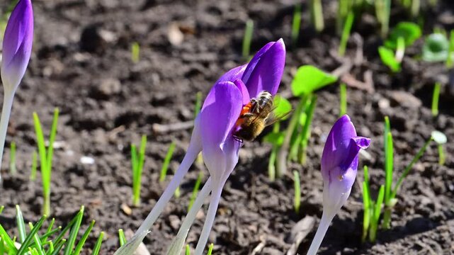 Spring crocus flowers, probably Crocus tommasinianus, among the first harbingers of spring