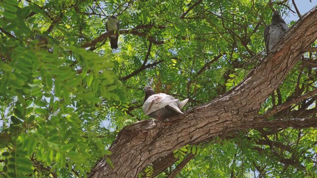 Pigeons perch among leafy tree branches while a tortoise rests on a large trunk in a natural outdoor setting. High quality 4k footage