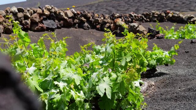 Young vines in black volcanic soil at La Geria with stone walls and volcanic hills under blue sky.