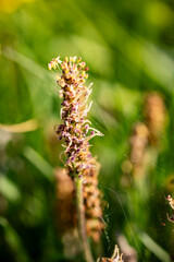 Fototapeta premium Alpine Plantain Plantago alpina in mountain meadow, Close up of Alpine Plantain (Plantago alpina) growing in a natural mountain meadow. Fine spider webs and selective focus create a detailed alpine na