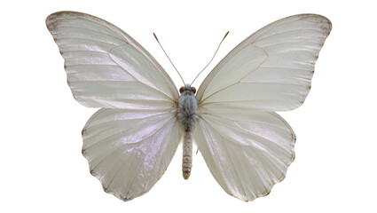 White butterfly with delicate wings and antennae © Lena