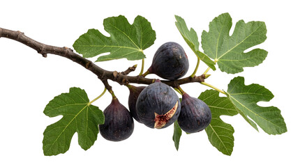 A branch of fresh ripe purple figs with green leaves, one fig split, isolated on transparent background. © Png ProTeam