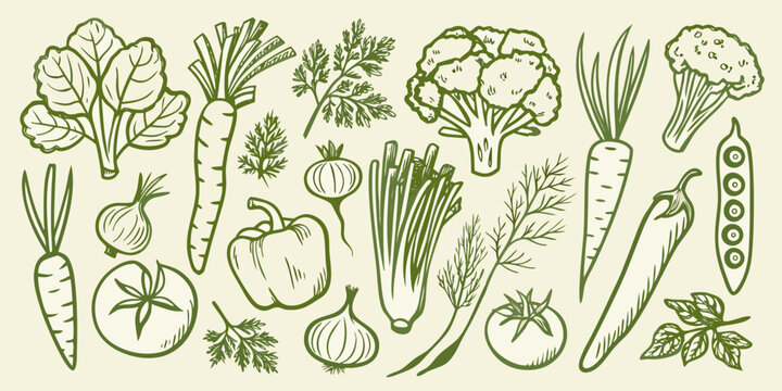 hand drawn vegetable garden illustration in green hand drawn carrot onion pepper cauliflower