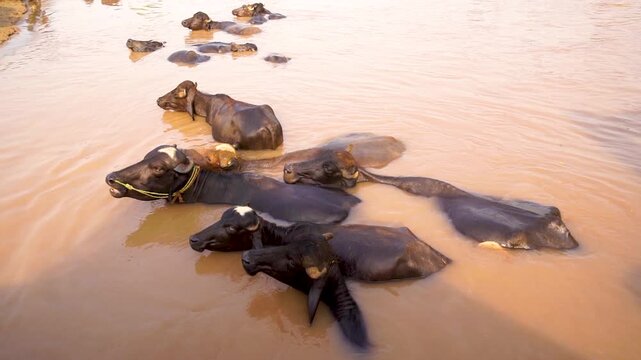A peaceful scene of Pakistani buffaloes enjoying in the cannal of Punjab, Pakistan. Perfect for showcasing rural life and agriculture in Pakistani countryside