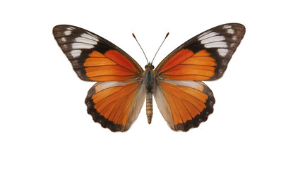 Orange and white butterfly with black markings on wings © Lubos