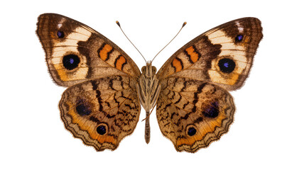 Brown butterfly with eye spots and orange markings on wings © Lubos